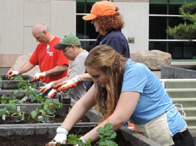 Volunteers gardening
