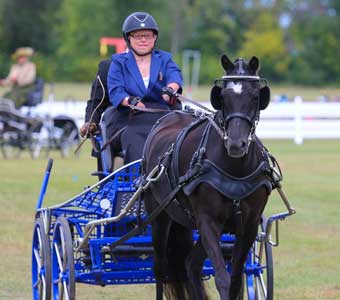 Chrissy Aitken driving a horse-drawn carriage